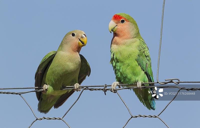 桃脸情侣鹦鹉（Agapornis roseicollis），左侧幼鸟从电线围栏上的成年鸟那里抢夺食物，纳米比亚东南部图片素材