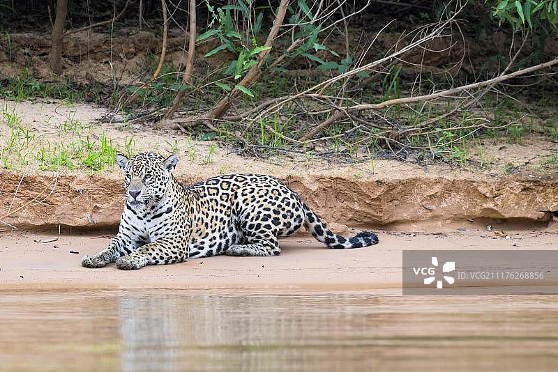 巴西马托格罗索州潘塔纳尔湿地库亚巴河岸边的美洲虎图片素材