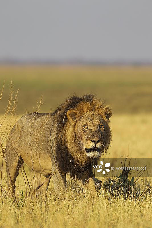 雄狮，乔贝国家公园，博茨瓦纳，非洲图片素材