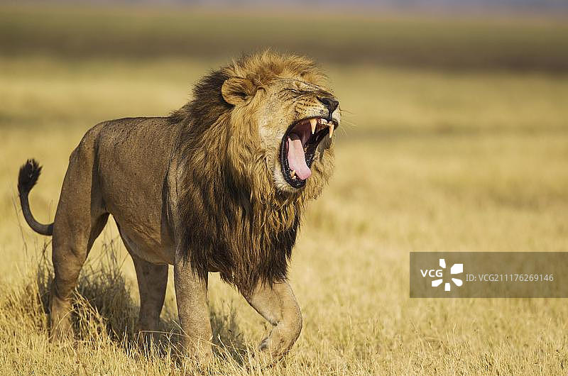 雄狮在博茨瓦纳乔贝国家公园萨武蒂区行走和打哈欠图片素材