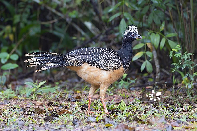 裸脸蕉鹃（Crax fasciolata），雌性，南马托格罗索州，巴西，南美洲图片素材