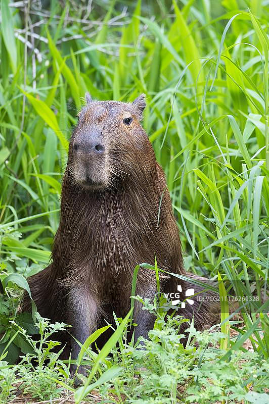 水豚，巴西马托格罗索潘塔纳尔图片素材