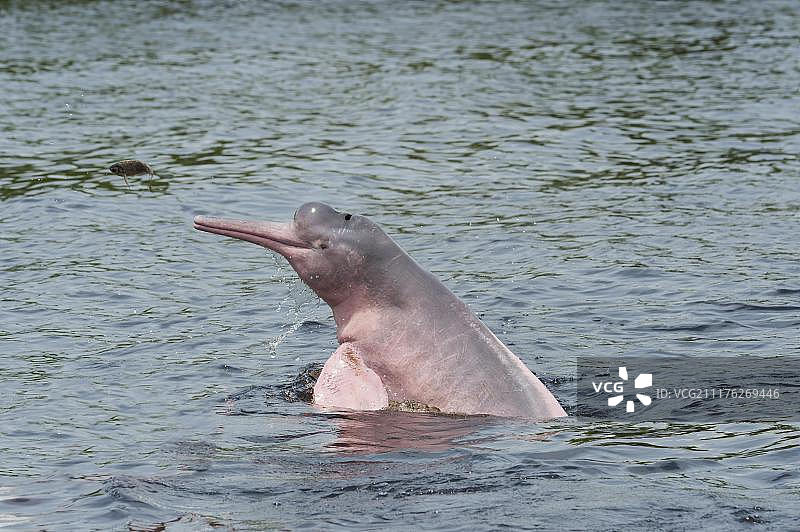 亚马逊河豚，巴西马瑙斯内格罗河图片素材