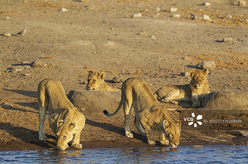 纳米比亚埃托沙国家公园，两只雌狮和两只亚成年雄狮幼崽在水坑边图片素材