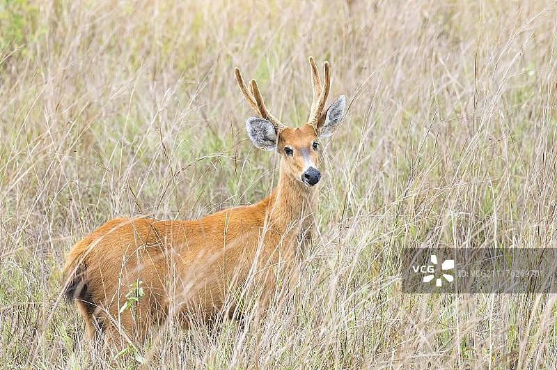 巴西马托格罗索潘塔纳尔湿地的沼泽鹿图片素材