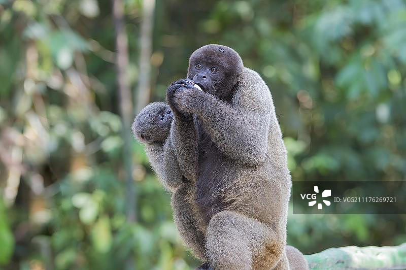 绒毛猴或洪堡绒毛猴（Lagothrix lagotricha），成年雌性与幼崽，濒危物种，巴西亚马逊州，南美洲图片素材