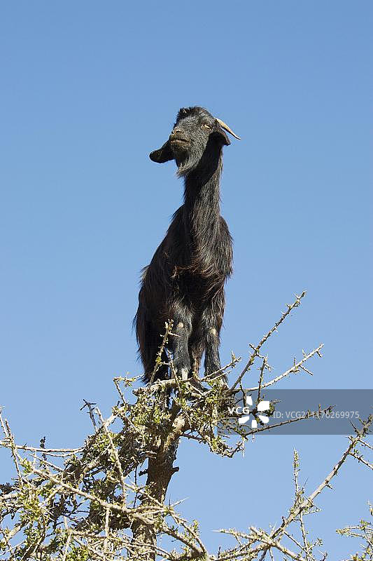 非洲摩洛哥 Anti-Atlas 山脉攀爬在摩洛哥坚果树上的山羊图片素材