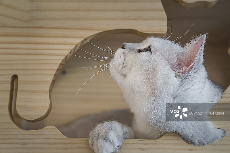 仰望猫窝图片素材