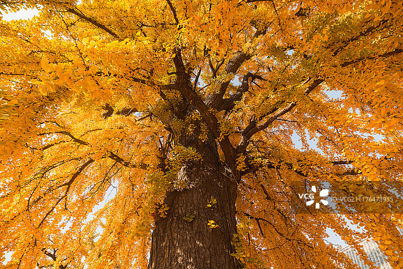 秋天千年古寺里的金色银杏树图片素材