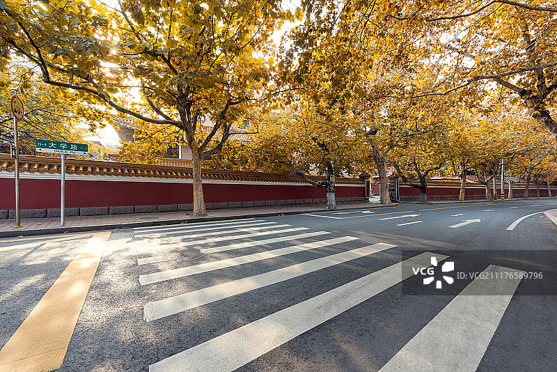 青岛大学路的深秋图片素材