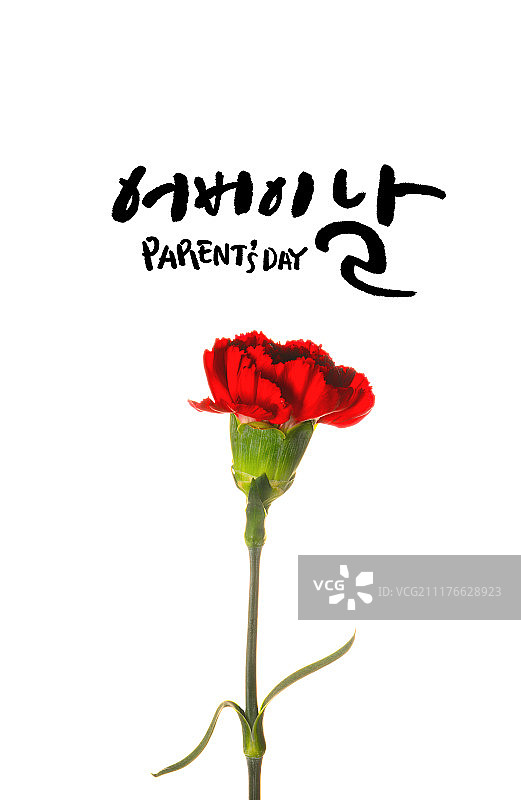 书法，家庭月，感谢，康乃馨，父母节图片素材