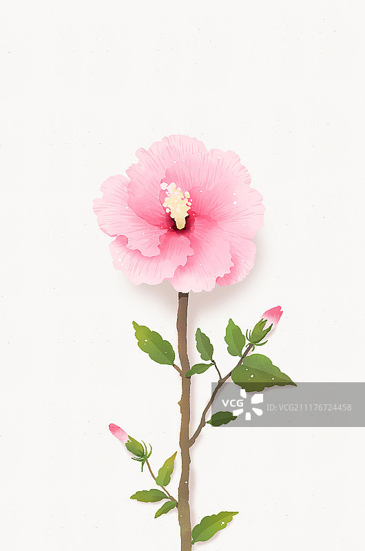 书法木槿花韩国图片素材