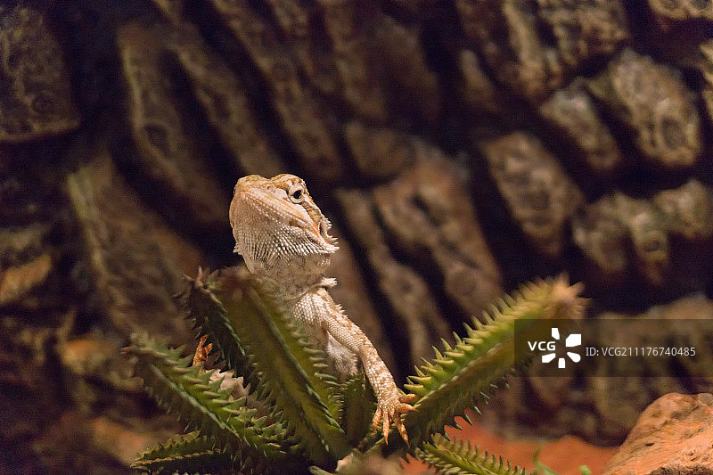 饲养的鬃狮蜥蜴宠物图片素材