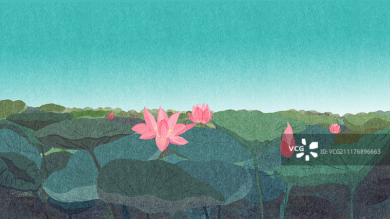 夏至 荷叶荷花图片素材