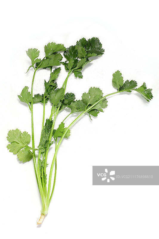 一棵香菜图片素材