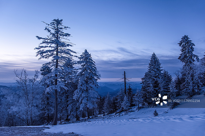 黎明中的雪松图片素材