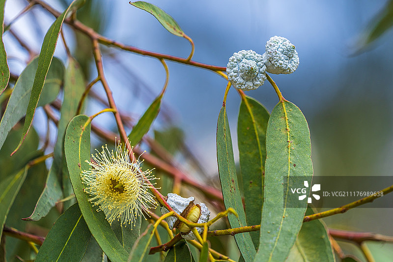 桉树种子图片素材