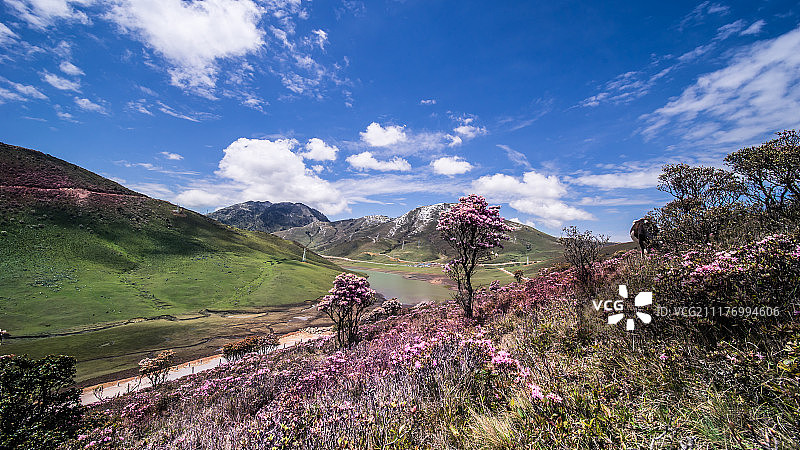 四川省凉山州高山杜鹃花图片素材