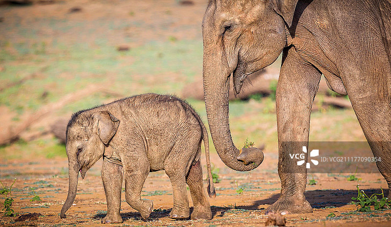 两只大象的特写图片素材