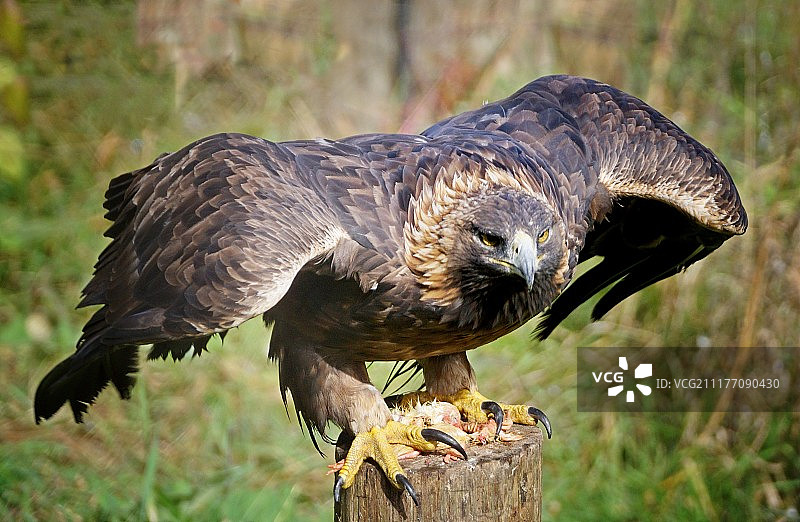 金雕特写图片素材