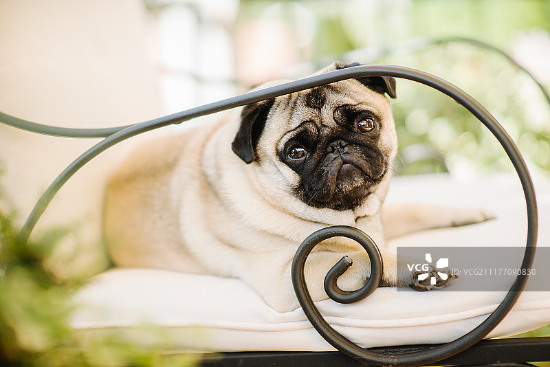 我的小巴哥犬图片素材