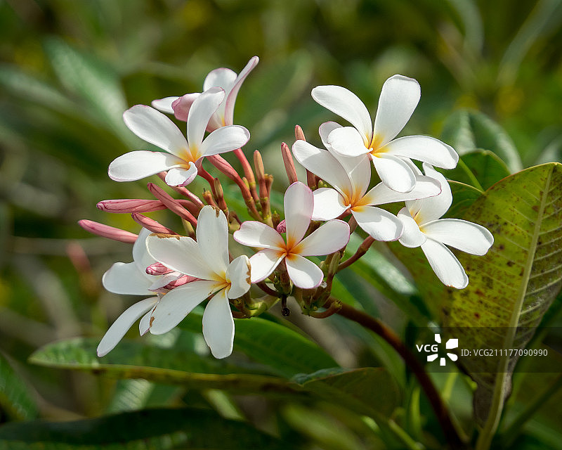 鸡蛋花特写图片素材