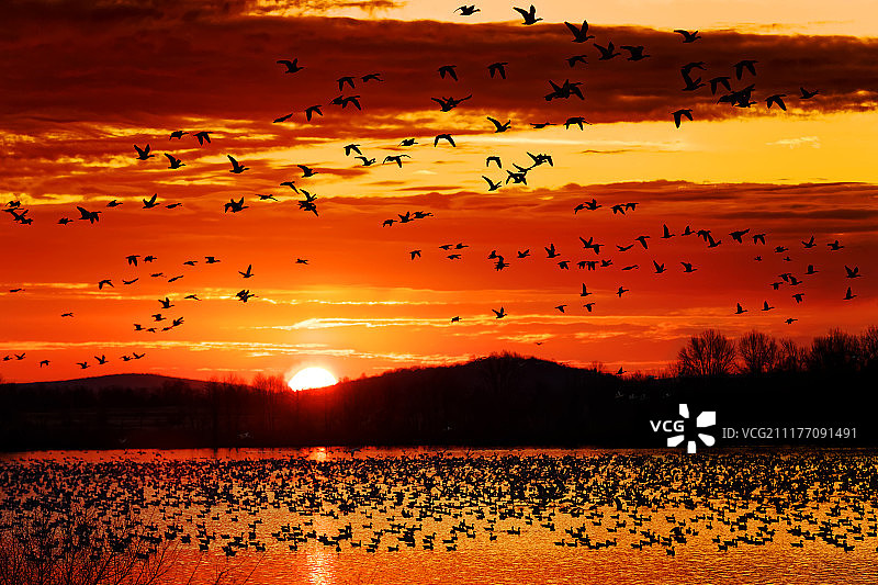 雪雁日出时起飞图片素材