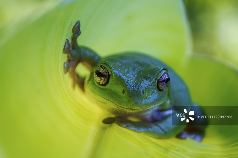 澳洲绿树蛙特写图片素材