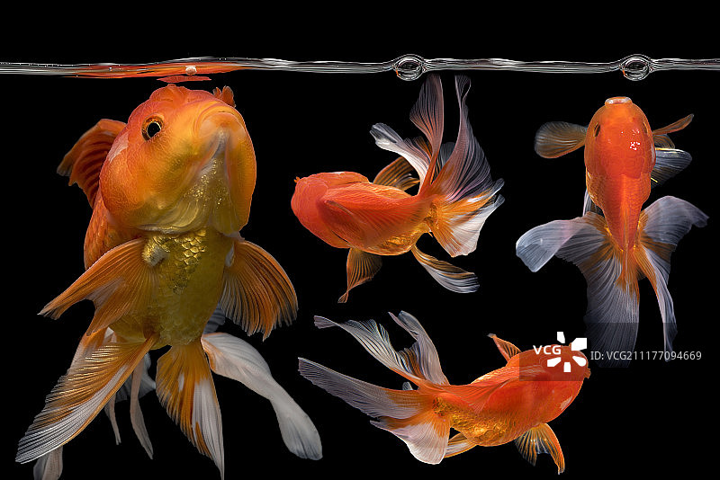 4条扇尾金鱼的游动图片素材