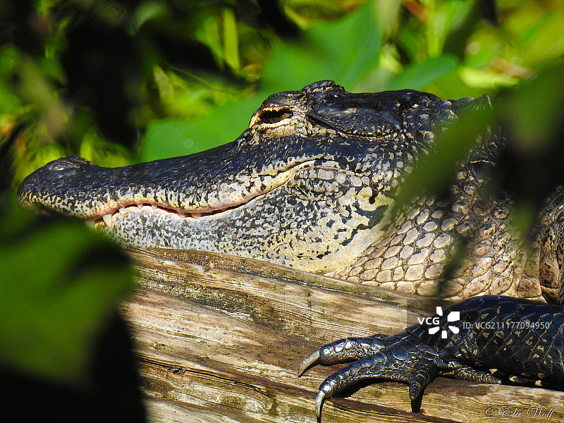 我是鳄鱼，不图片素材