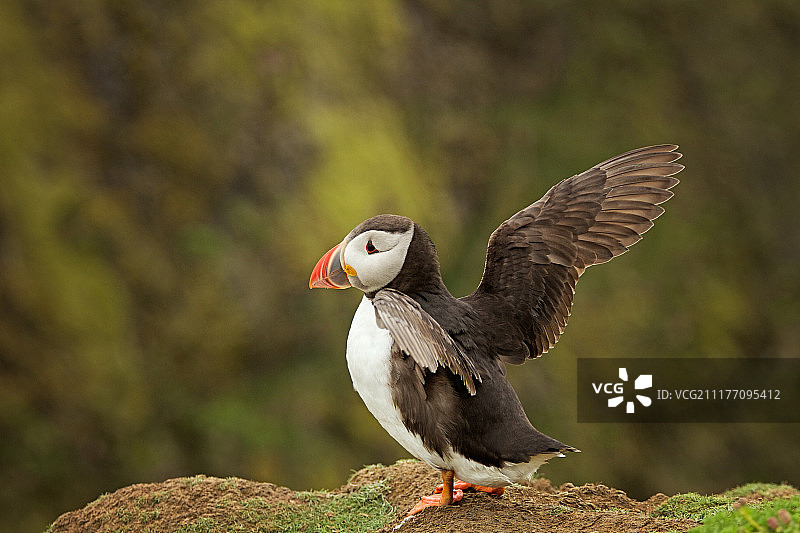 海鹦特写图片素材