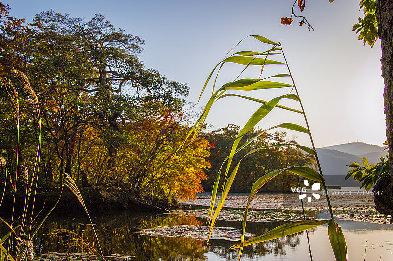 芦苇与秋日倒影图片素材