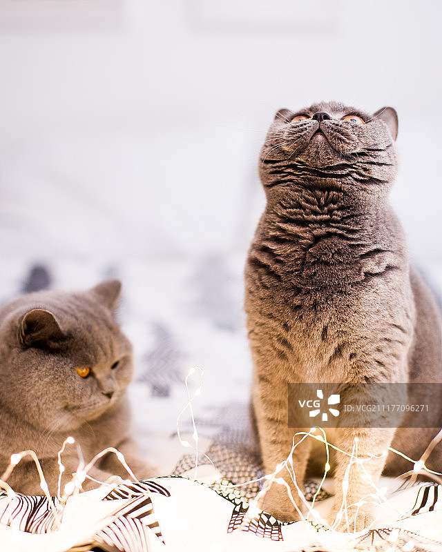 两只灰猫玩耍圣诞灯饰肖像卡片图片素材
