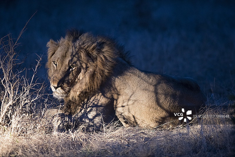 黄昏下的狮子图片素材