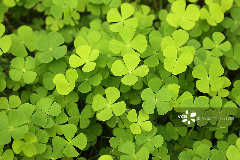 四叶草绿色背景图片素材