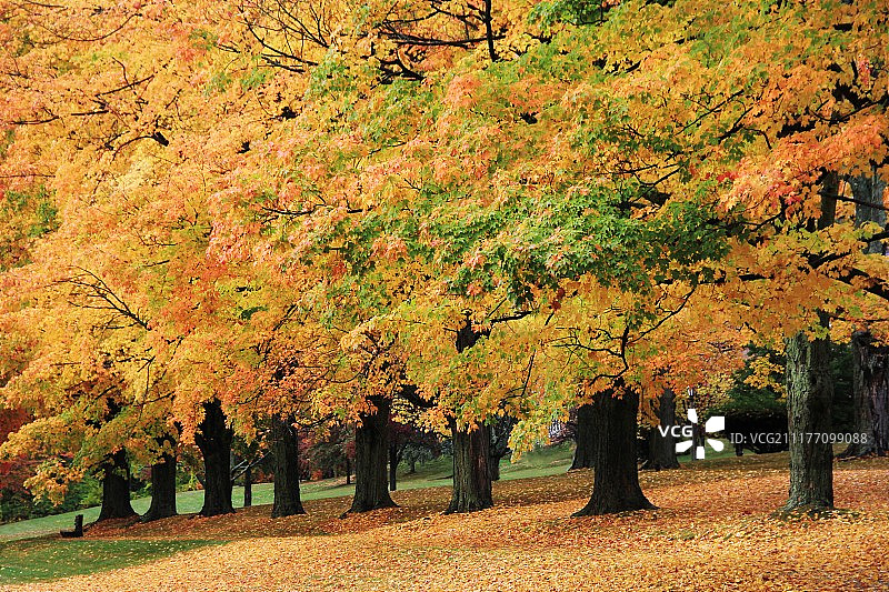 十月的枫树行图片素材