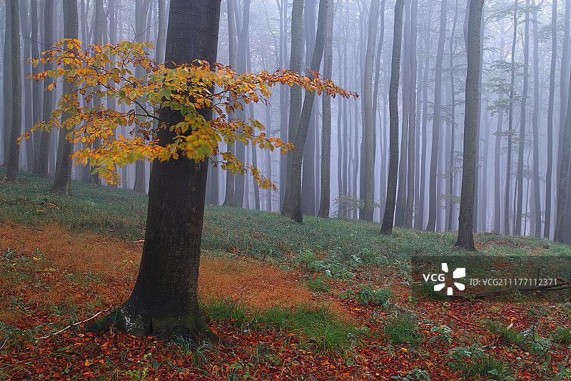 雾蒙蒙的森林图片素材