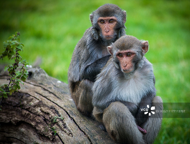 Hal-16-019-0034图片素材