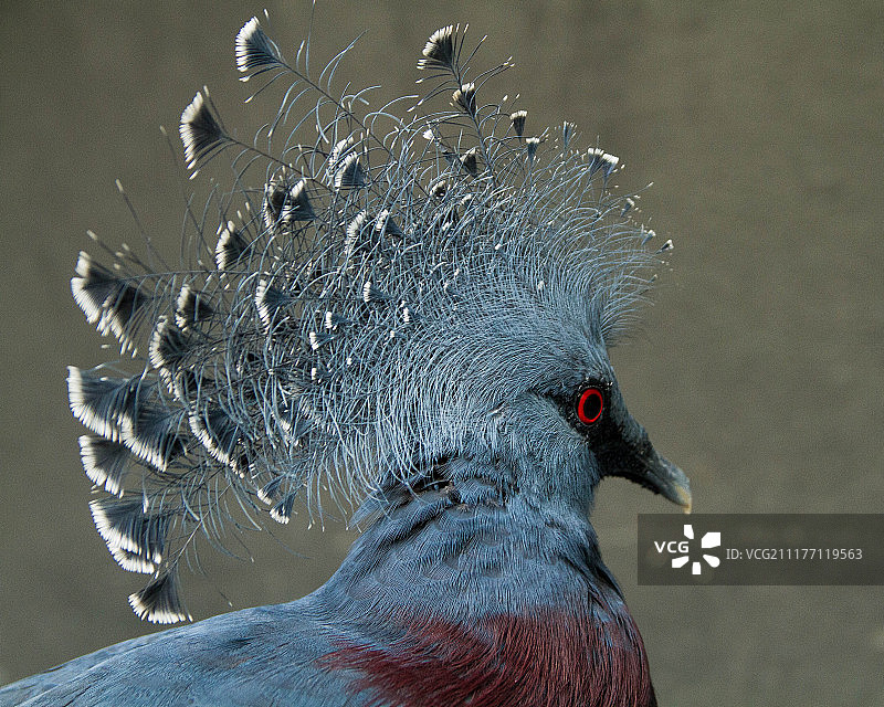 凤冠鸠特写图片素材