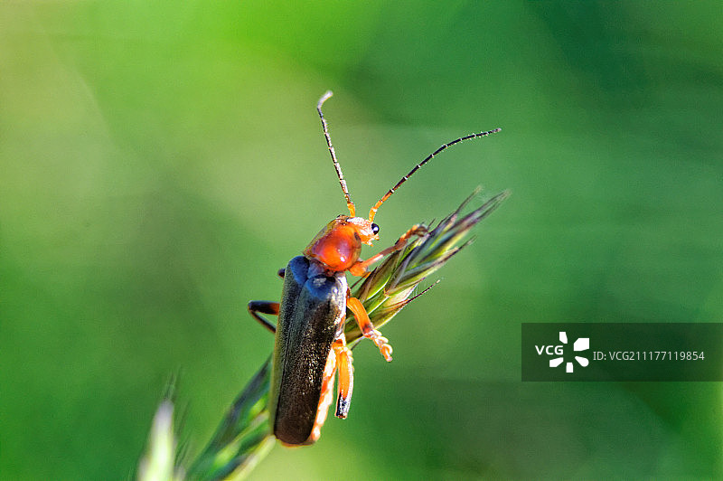 宏观昆虫图片素材