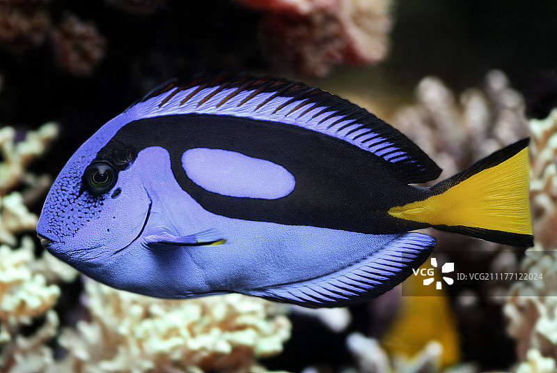 蓝唐王鱼图片素材