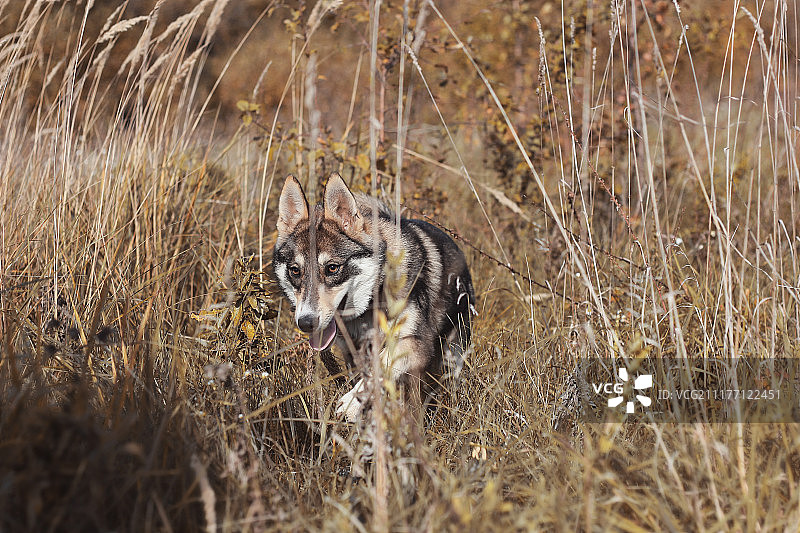 树林中的西伯利亚莱卡犬图片素材