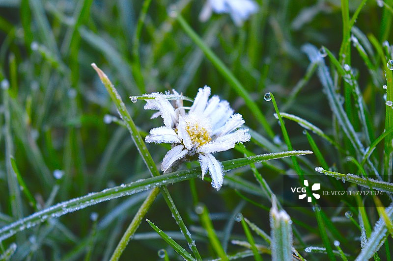 覆盖着霜的洋甘菊图片素材