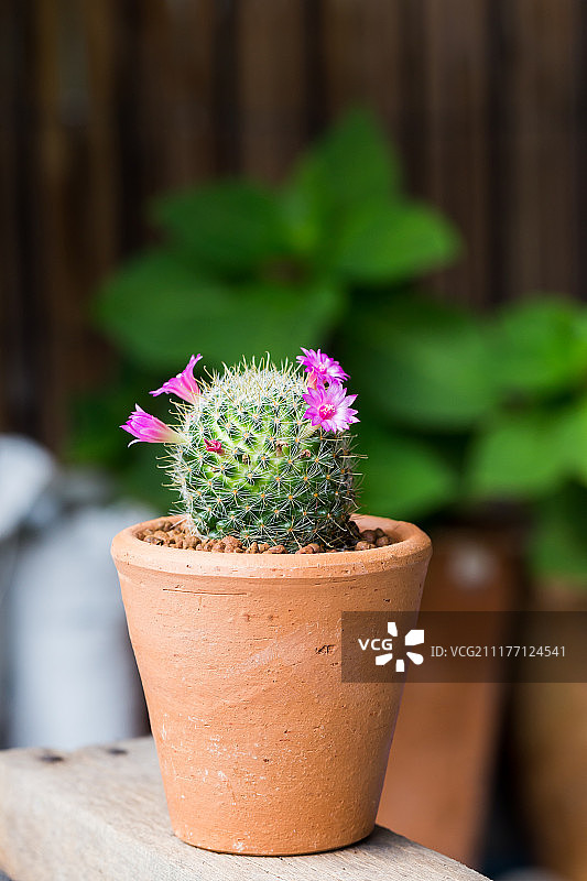 粉色布里乳突球仙人掌花微距图片素材