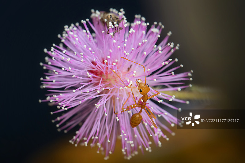 粉色世界图片素材