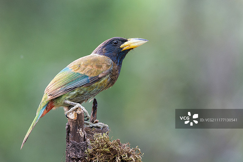 大须鴷图片素材
