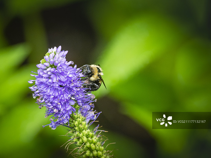 盛开的尖刺风车草图片素材