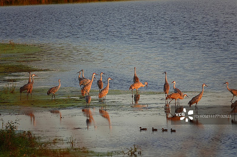 沙丘鹤家庭聚会图片素材