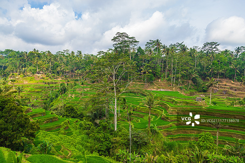 乌布德的德格拉朗水稻梯田以其美丽的稻田景色而闻名图片素材