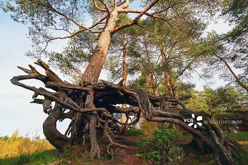森林山坡上可见根的松树图片素材